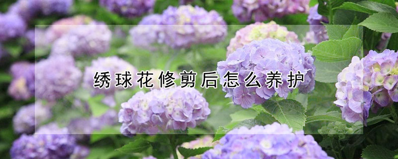 繡球花修剪后怎么養護