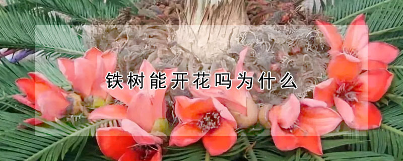 鐵樹(shù)能開(kāi)花嗎為什么