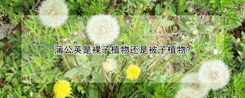 蒲公英是裸子植物還是被子植物?