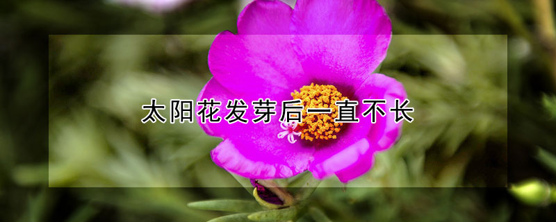 太陽花發芽后一直不長