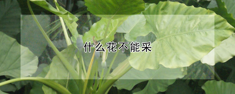 什么花不能采