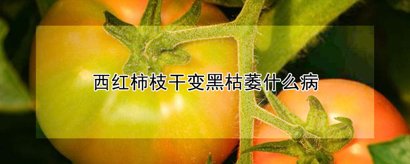 西紅柿枝干變黑枯萎什么病