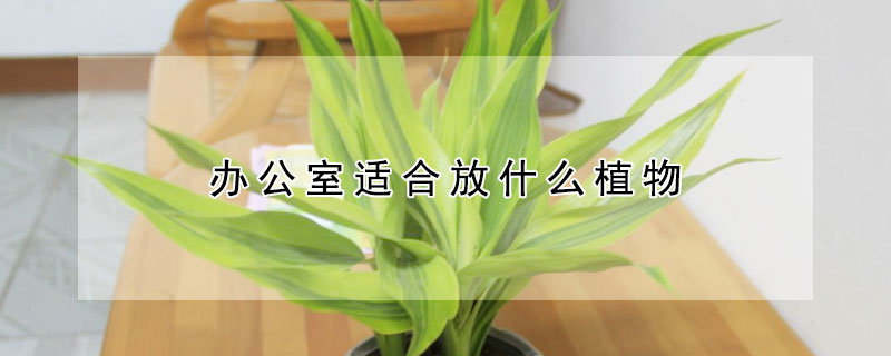 辦公室適合放什么植物