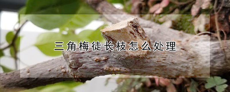 三角梅徒長枝怎么處理