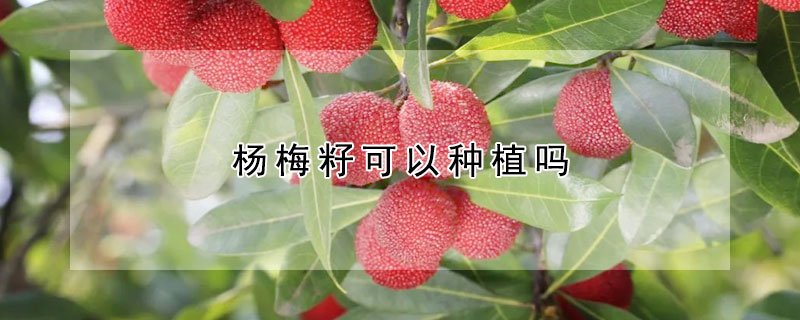 楊梅籽可以種植嗎