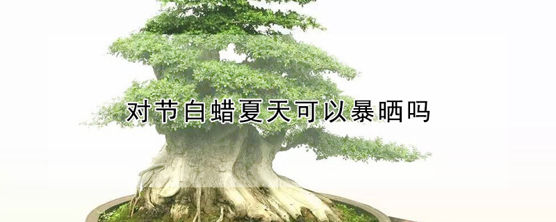 對節白蠟夏天可以暴曬嗎