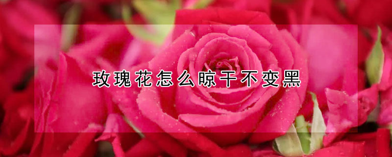 玫瑰花怎么晾干不變黑