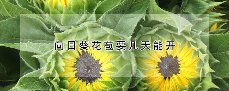 向日葵花苞要幾天能開