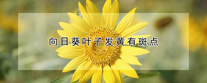 向日葵葉子發(fā)黃有斑點(diǎn)