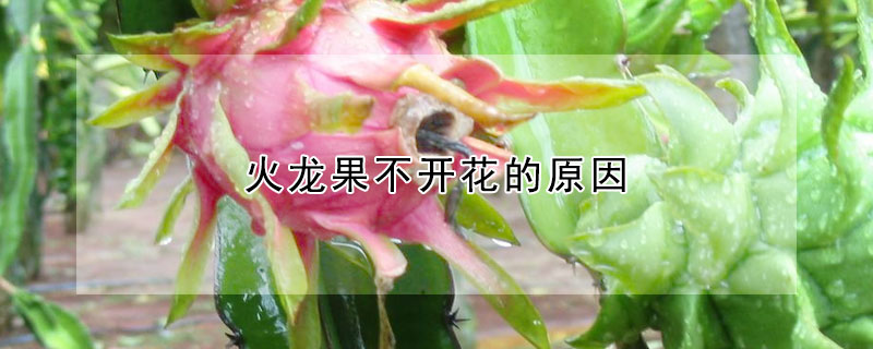 火龍果不開花的原因