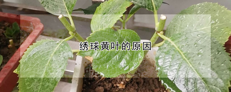 繡球黃葉的原因