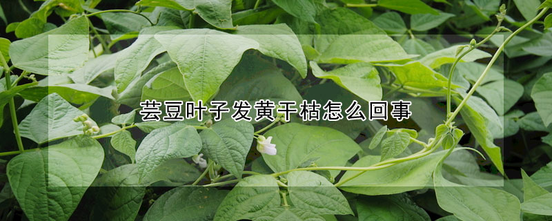 蕓豆葉子發(fā)黃干枯怎么回事