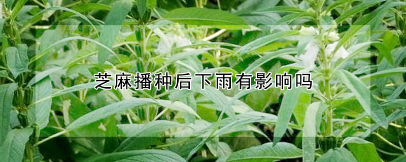 芝麻播種后下雨有影響嗎