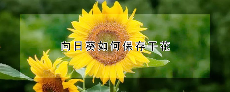 向日葵如何保存干花