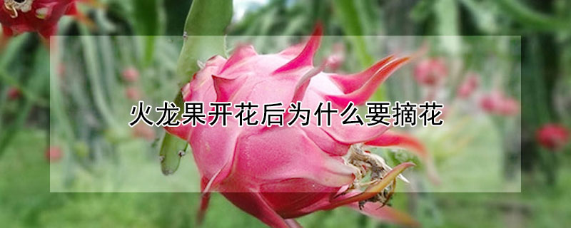 火龍果開花后為什么要摘花