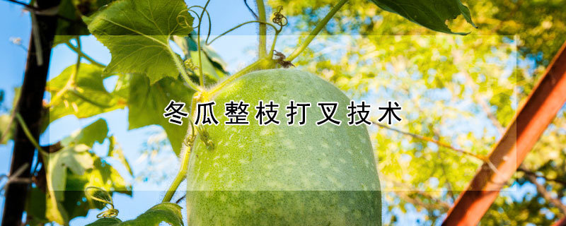 冬瓜整枝打叉技術(shù)