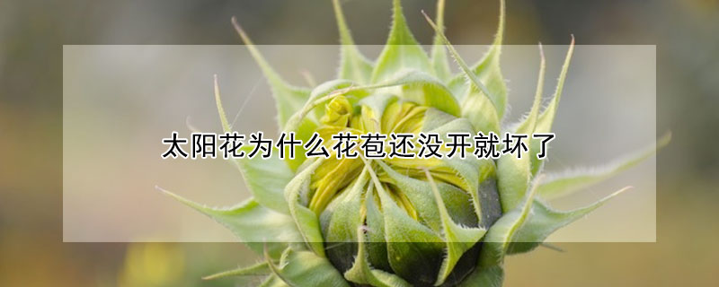 太陽花為什么花苞還沒開就壞了