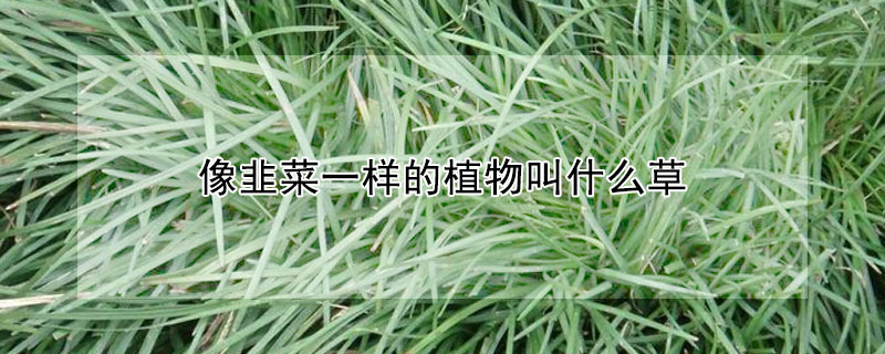 像韭菜一樣的植物叫什么草