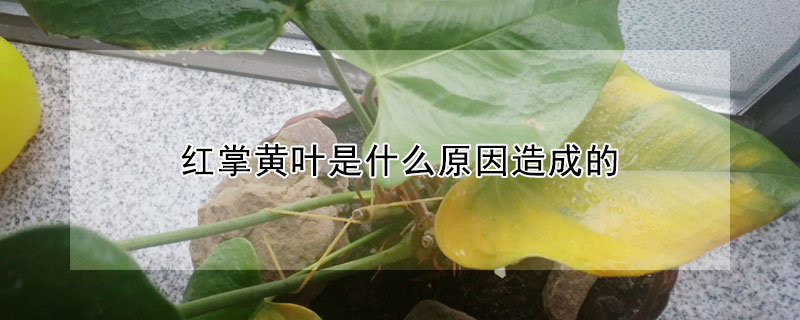 紅掌黃葉是什么原因造成的