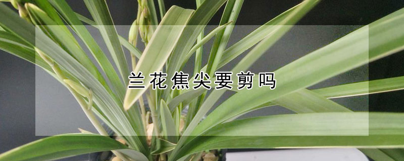 蘭花焦尖要剪嗎