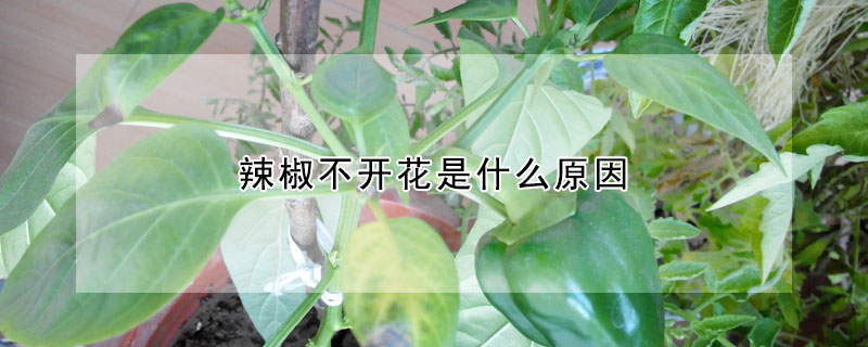 辣椒不開花是什么原因