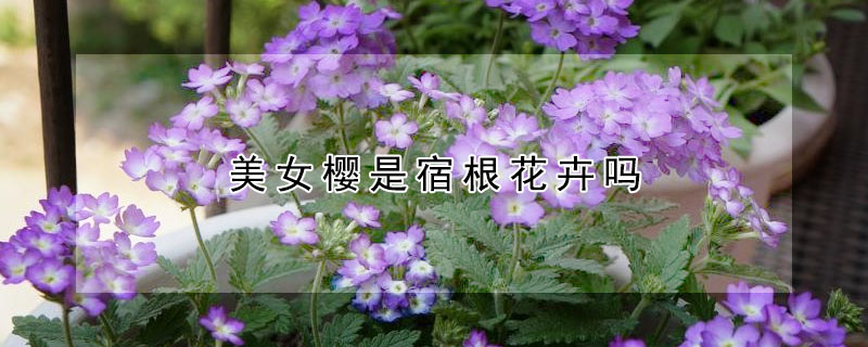 美女櫻是宿根花卉嗎