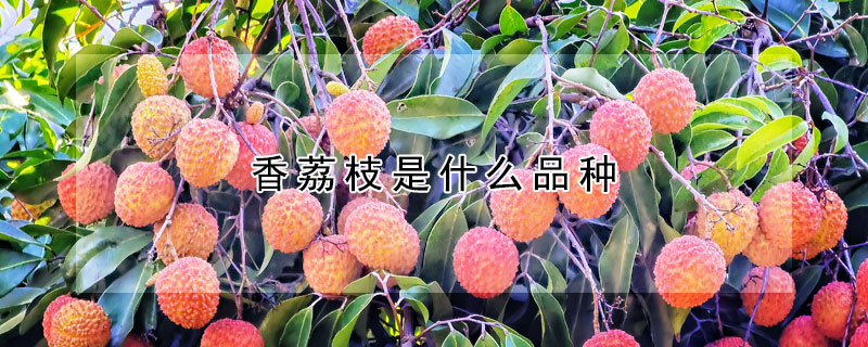 香荔枝是什么品種