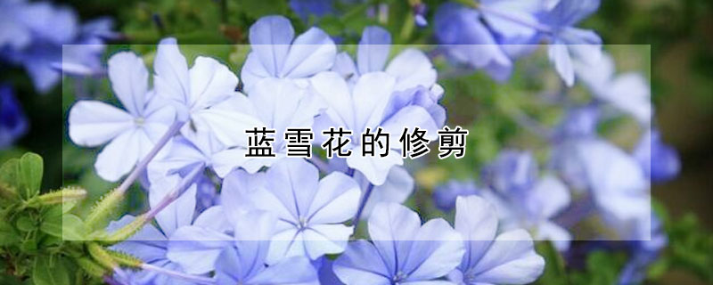 藍(lán)雪花的修剪