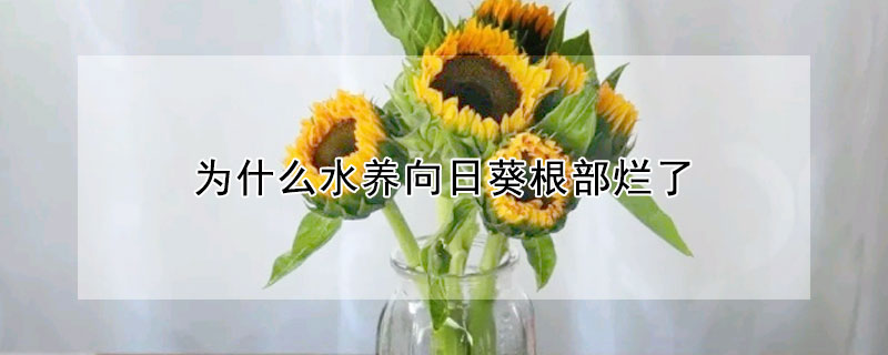 為什么水養向日葵根部爛了