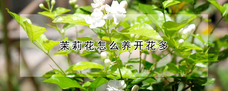 茉莉花怎么養開花多