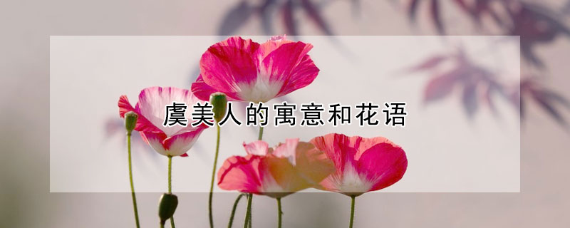 虞美人的寓意和花語