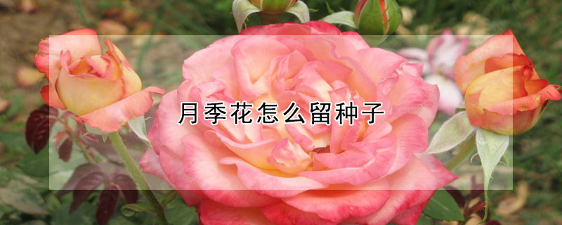 月季花怎么留種子