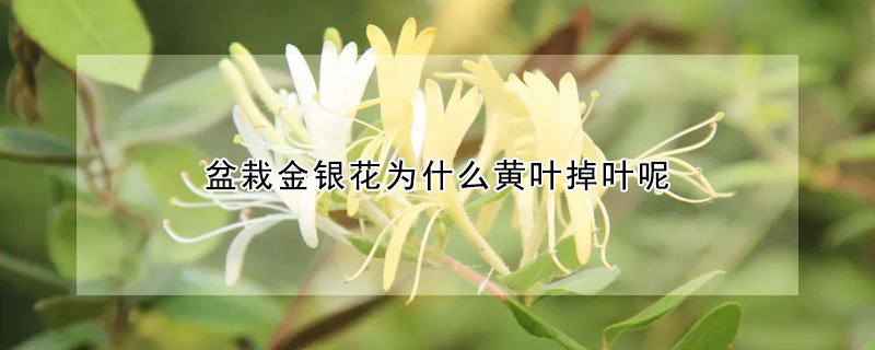 盆栽金銀花為什么黃葉掉葉呢