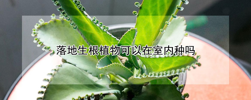 落地生根植物可以在室內(nèi)種嗎