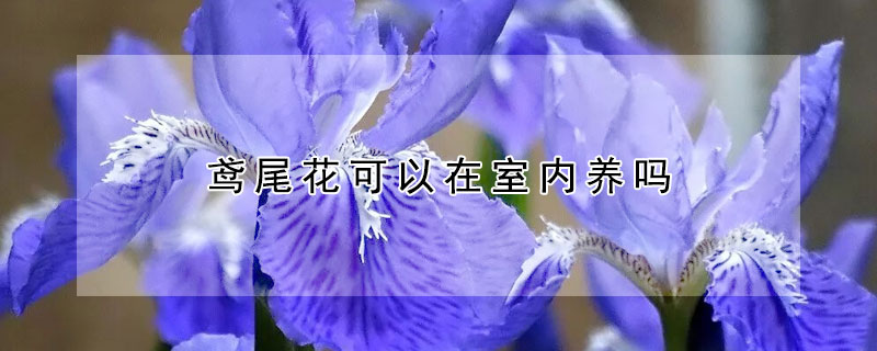 鳶尾花可以在室內(nèi)養(yǎng)嗎