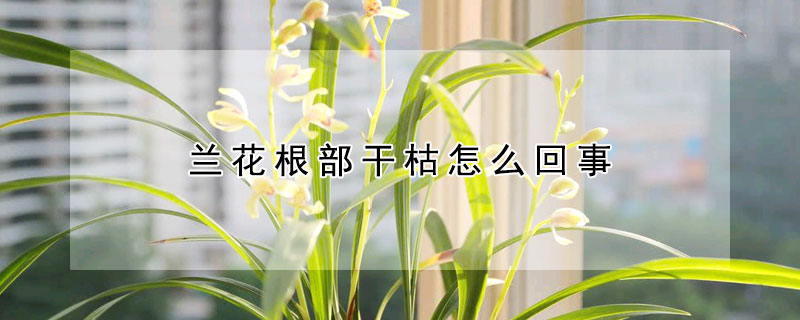 蘭花根部干枯怎么回事