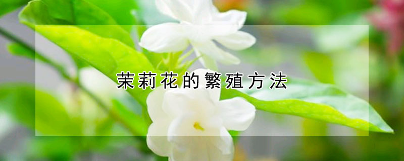 茉莉花的繁殖方法