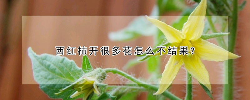 西紅柿開很多花怎么不結果?