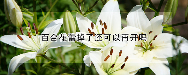 百合花蕾掉了還可以再開嗎