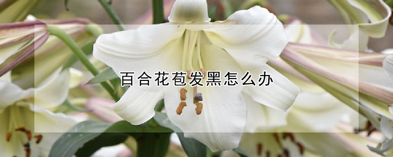 百合花苞發黑怎么辦