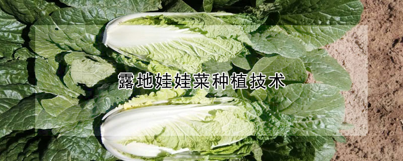 露地娃娃菜種植技術(shù)