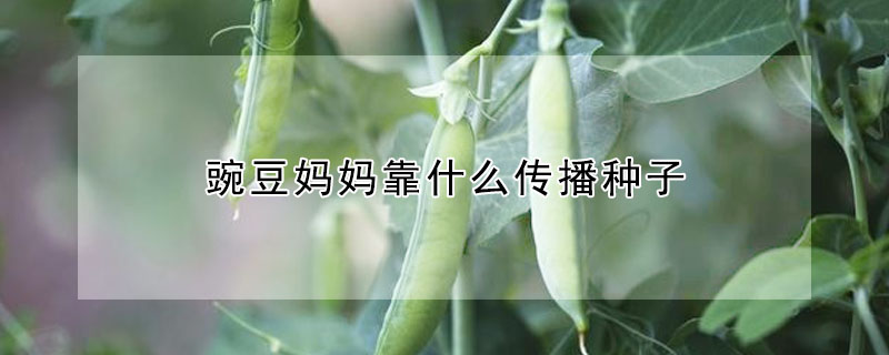 豌豆媽媽靠什么傳播種子