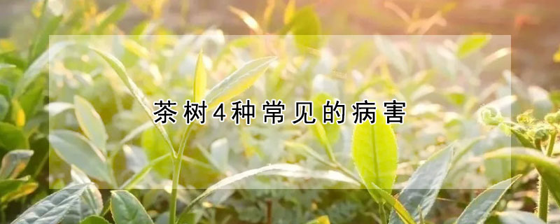 茶樹4種常見的病害