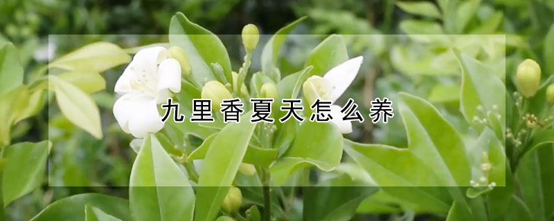 九里香夏天怎么養(yǎng)