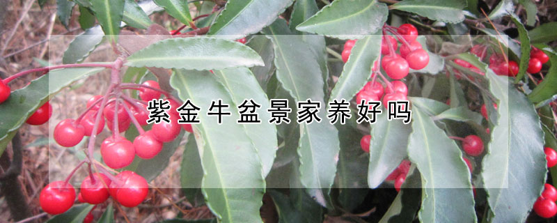 紫金牛盆景家養(yǎng)好嗎