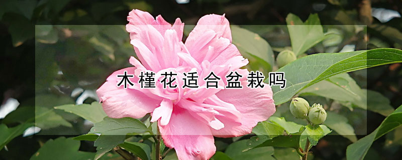 木槿花適合盆栽嗎