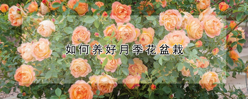 如何養(yǎng)好月季花盆栽