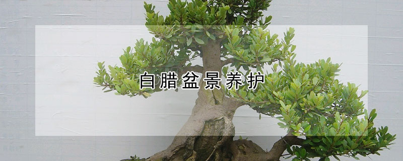 白臘盆景養(yǎng)護(hù)