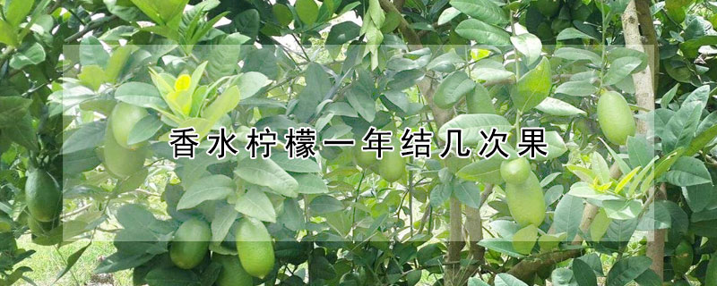 香水檸檬一年結(jié)幾次果