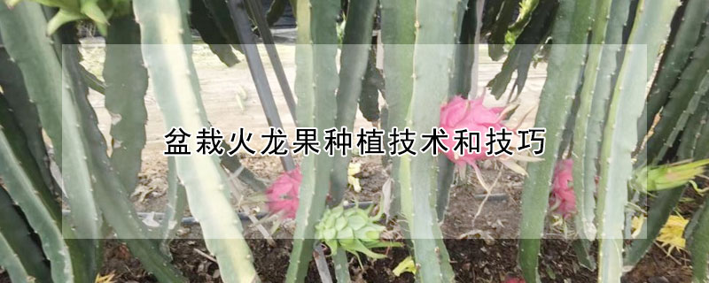 盆栽火龍果種植技術和技巧